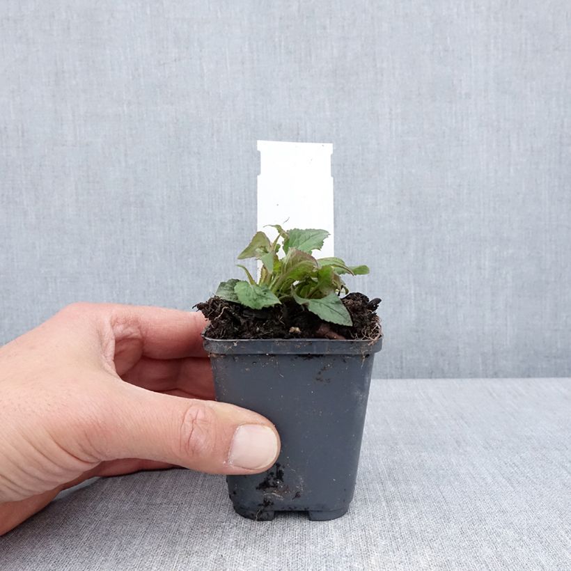 Exemplaar van Campanula punctata Milky Way - Klokje Kweekpotje van 8/9 cm zoals geleverd in de lente