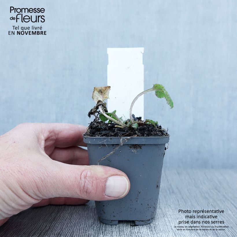 Exemplaar van Campanula punctata Rubriflora - Klokje Kweekpotje van 8/9 cm zoals geleverd in de herfst