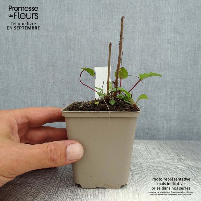 Exemplaar van Campanula rapunculoides - Akkerklokje Kweekpotje van 8/9 cm zoals geleverd in de zomer