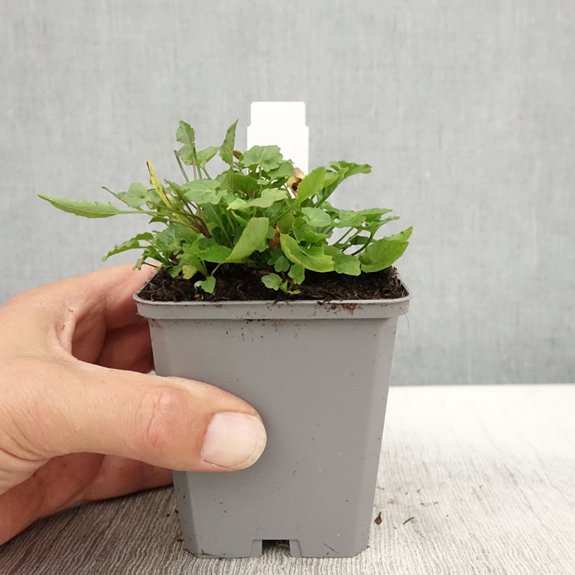 Exemplaar van Campanula rotundifolia - Grasklokje Kweekpotje van 8/9 cm zoals geleverd in de herfst