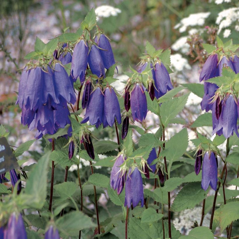 Campanula Sarastro - Klokje (Plant habit)