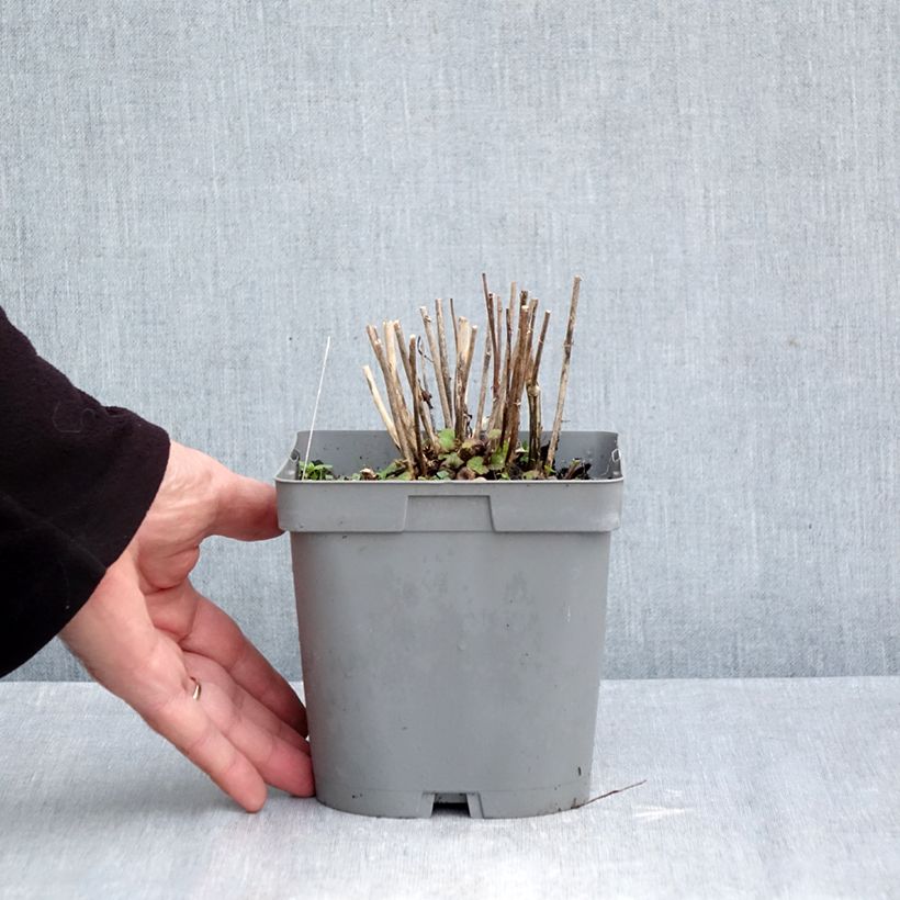 Exemplaar van Campanula Sarastro - Klokje Pot van 2 l/3 l zoals geleverd in de herfst