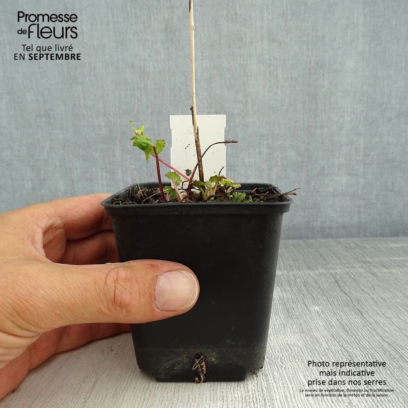 Exemplaar van Campanula trachelium - Ruig klokje Kweekpotje van 8/9 cm zoals geleverd in de zomer