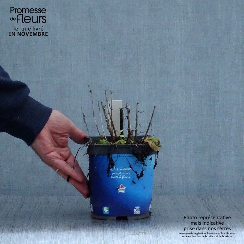Exemplaar van Campanula glomerata Superba - Kluwenklokje Pot van 2 l/3 l zoals geleverd in de herfst