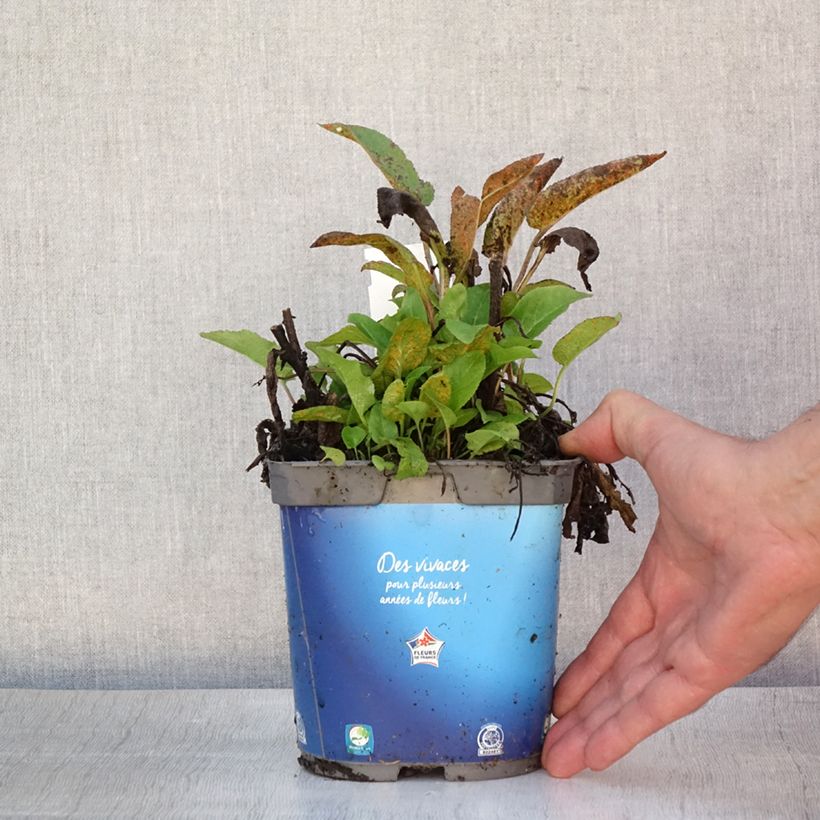 Exemplaar van Campanula glomerata Superba - Kluwenklokje Pot van 2 l/3 l zoals geleverd in de zomer
