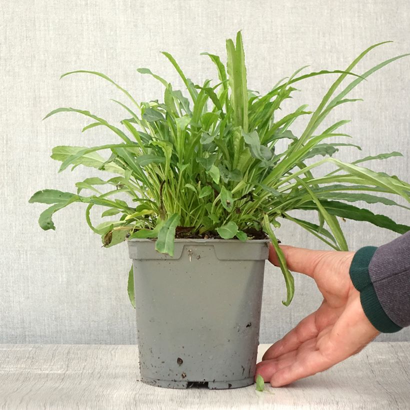 Exemplaar van Campanula persicifolia Alba - Prachtklokje Pot van 2 l/3 l zoals geleverd in de herfst