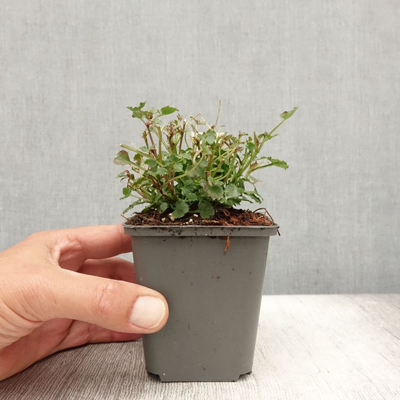 Exemplaar van Campanula Royal Wave - Klokje Kweekpotje van 8/9 cm zoals geleverd in de zomer