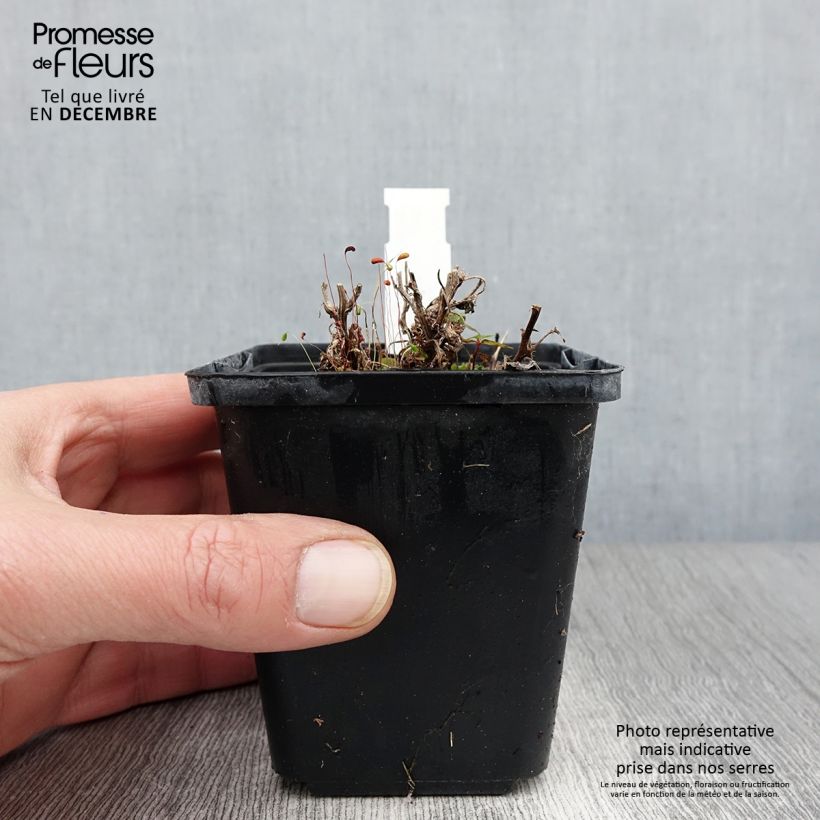 Exemplaar van Campanula carpatica - Karpatenklokje Kweekpotje van 8/9 cm zoals geleverd in de herfst