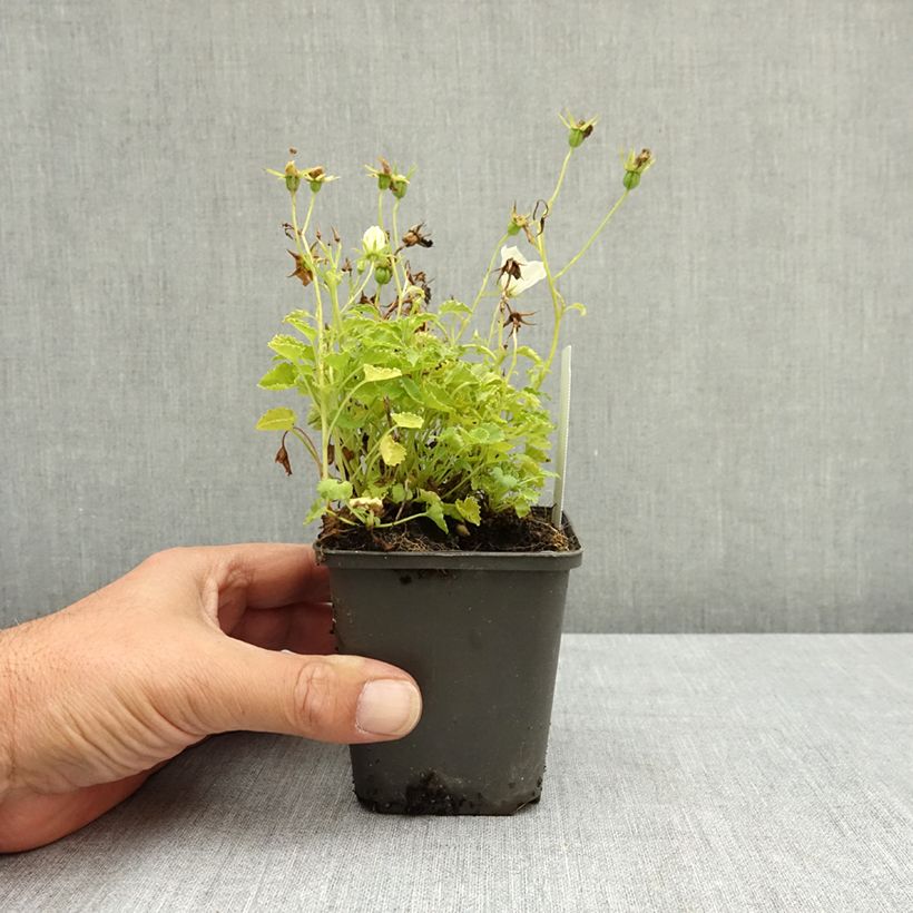 Exemplaar van Campanula carpatica Clips - Karpatenklokje wit Kweekpotje van 8/9 cm zoals geleverd in de zomer