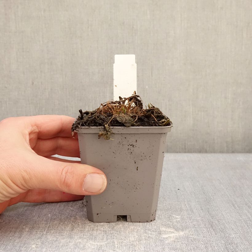 Exemplaar van Campanula carpatica Clips - Karpatenklokje wit Kweekpotje van 8/9 cm zoals geleverd in de winter