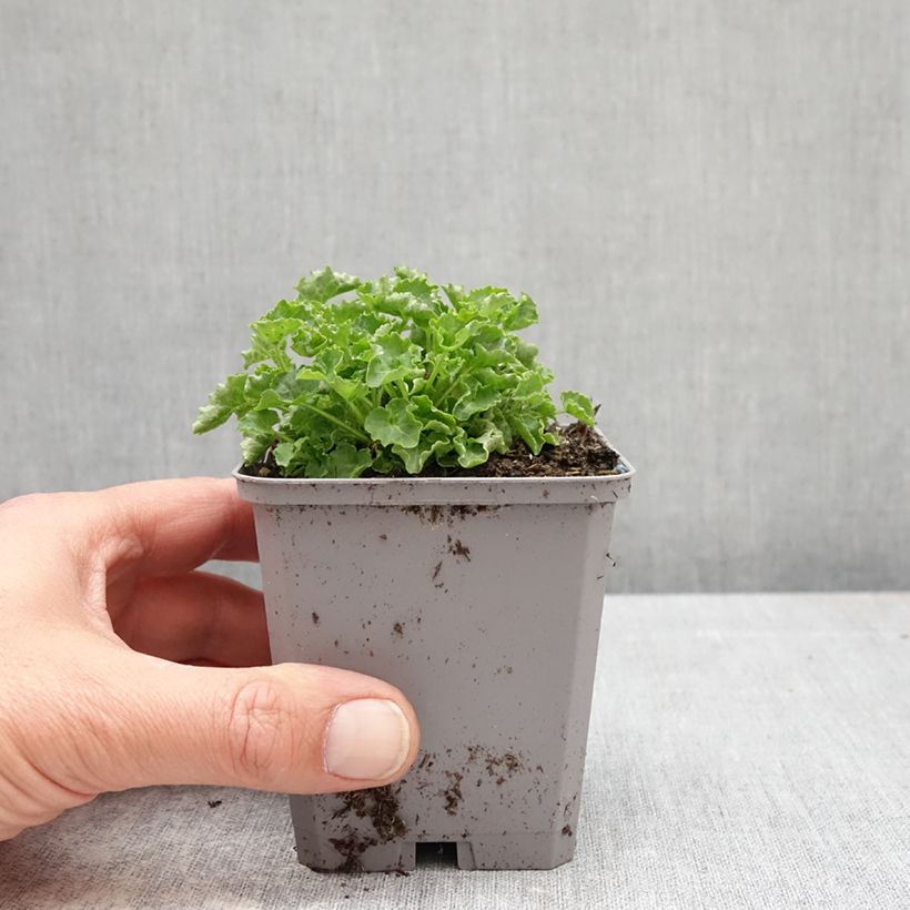 Exemplaar van Campanula carpatica Clips - Karpatenklokje wit Kweekpotje van 8/9 cm zoals geleverd in de lente