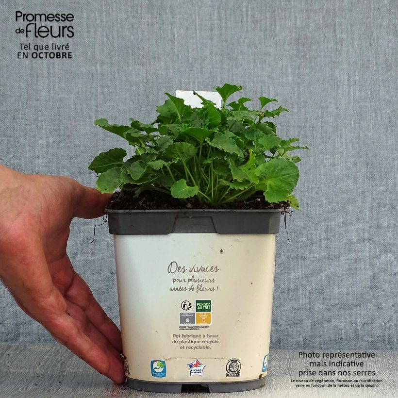 Exemplaar van Campanula carpatica Clips - Karpatenklokje wit Pot van 2 l/3 l zoals geleverd in de herfst