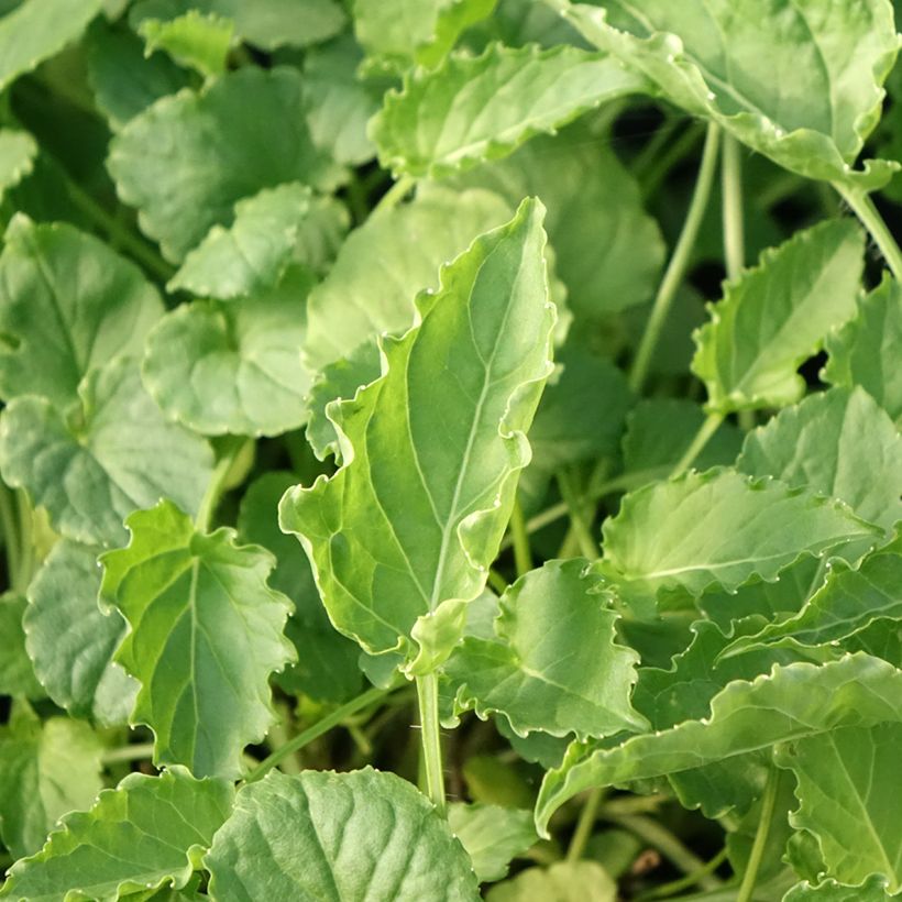 Campanula carpatica Clips - Karpatenklokje wit (Blad)