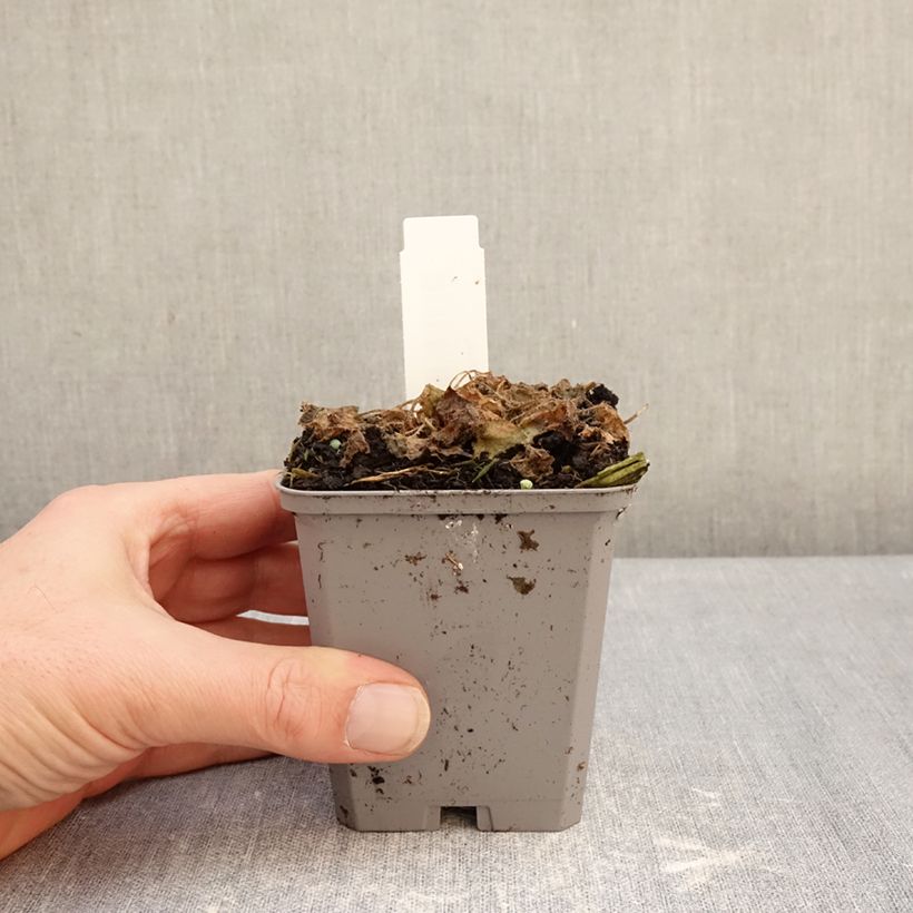 Example of Campanula carpatica Clips bleue - Karpatenklokje Kweekpotje van 8/9 cm as you get in hiver