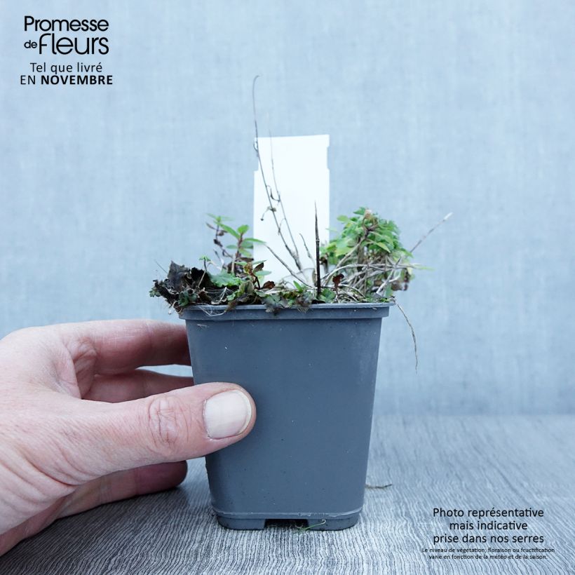 Exemplaar van Campanula cochleariifolia Bavaria Blue - Klokje Kweekpotje van 8/9 cm zoals geleverd in de herfst