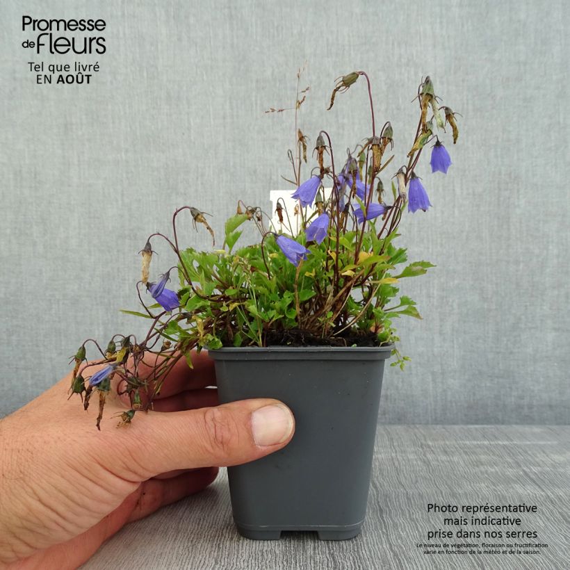 Exemplaar van Campanula cochleariifolia Bavaria Blue - Klokje Kweekpotje van 8/9 cm zoals geleverd in de zomer