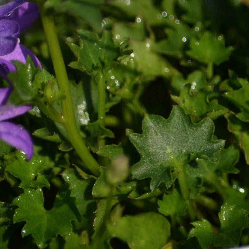 Campanula portenschlagiana - Dalmatiëklokje (Blad)