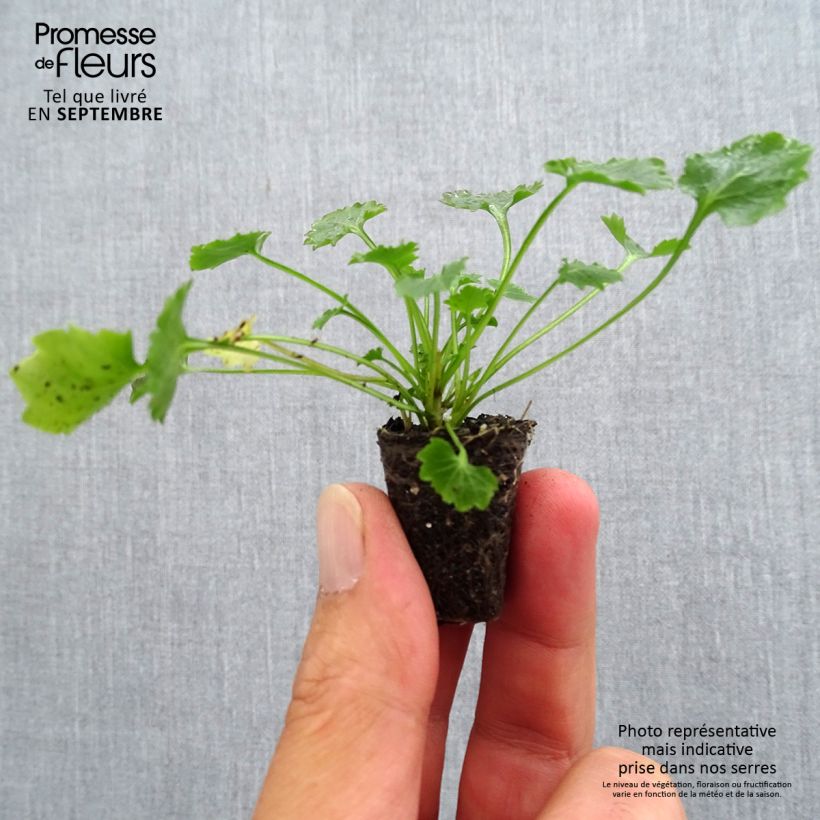 Exemplaar van Campanula portenschlagiana - Dalmatiëklokje Mini-mot Ø 3/4 cm zoals geleverd in de herfst