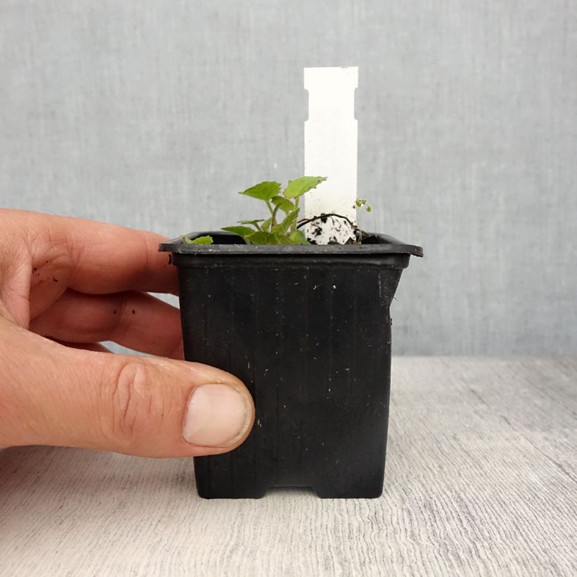 Exemplaar van Campanula cochleariifolia Elizabeth Oliver - Klokje Kweekpotje van 8/9 cm zoals geleverd in de lente