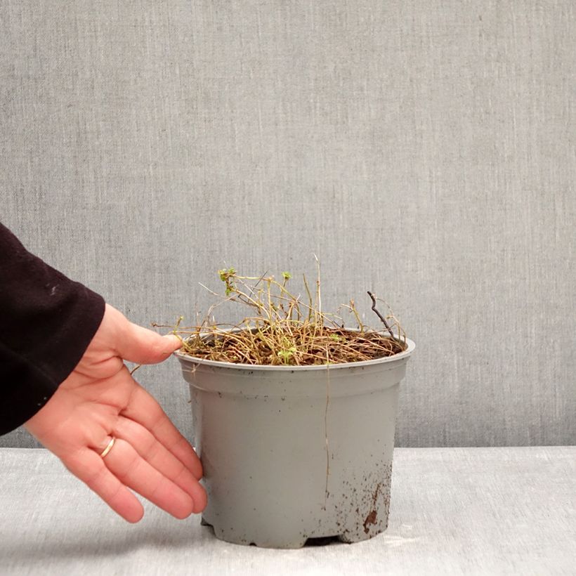 Exemplaar van Campanula cochleariifolia Elizabeth Oliver - Klokje Pot van 2 l/3 l zoals geleverd in de winter