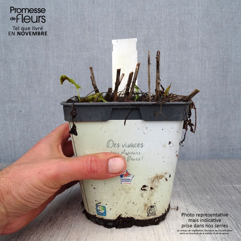 Exemplaar van Campanula glomerata Alba - Kluwenklokje wit Pot van 2 l/3 l zoals geleverd in de herfst