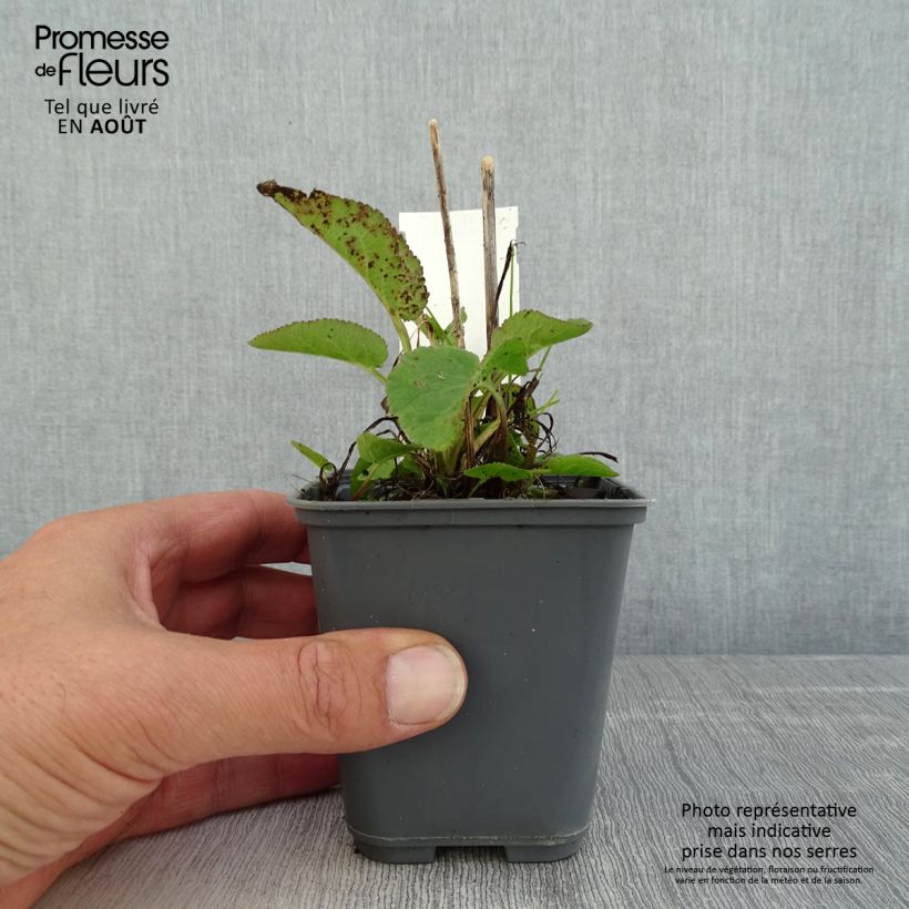 Exemplaar van Campanula glomerata var. dahurica - Kluwenklokje Kweekpotje van 8/9 cm zoals geleverd in de zomer
