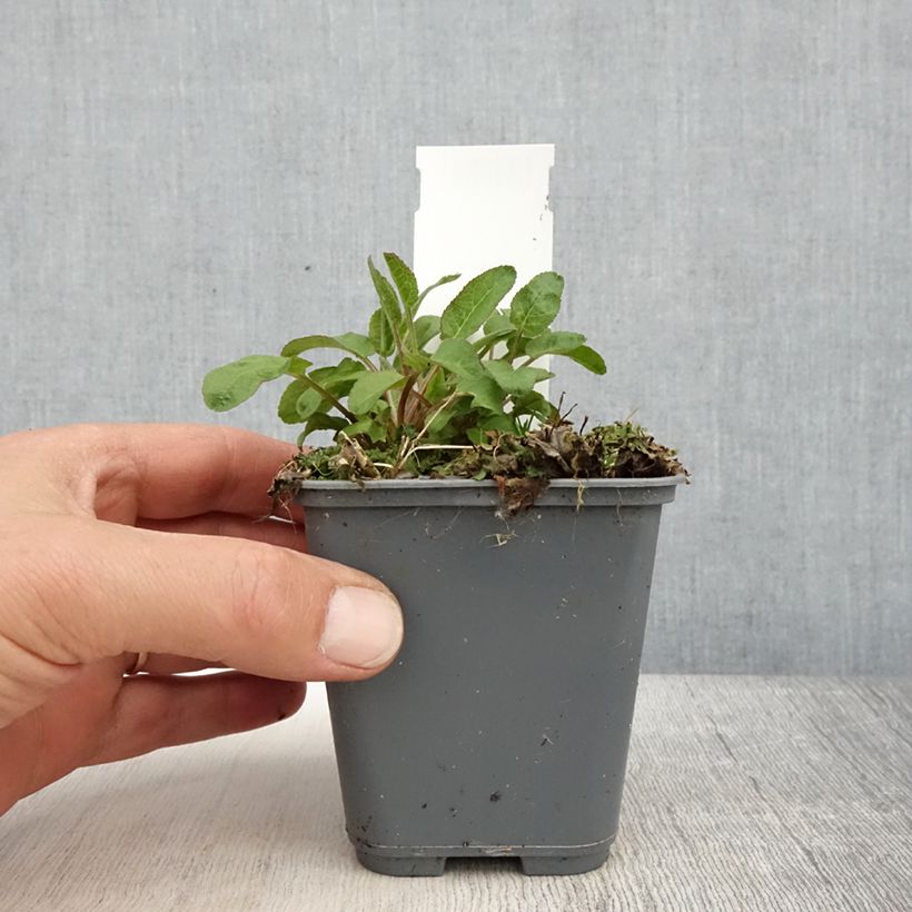 Exemplaar van Campanula glomerata var. dahurica - Kluwenklokje Kweekpotje van 8/9 cm zoals geleverd in de lente