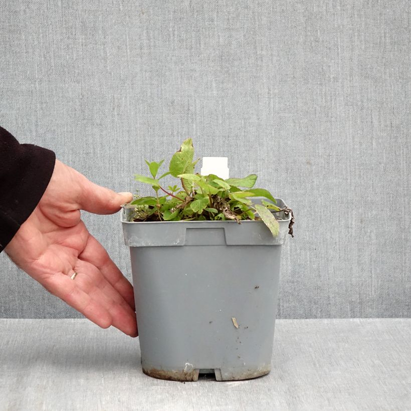 Exemplaar van Campanula glomerata var. dahurica - Kluwenklokje Pot van 2 l/3 l zoals geleverd in de herfst