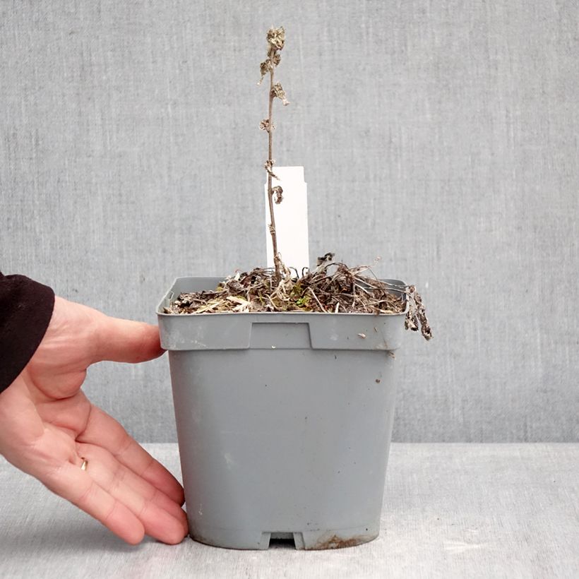Exemplaar van Campanula glomerata var. dahurica - Kluwenklokje Pot van 2 l/3 l zoals geleverd in de winter