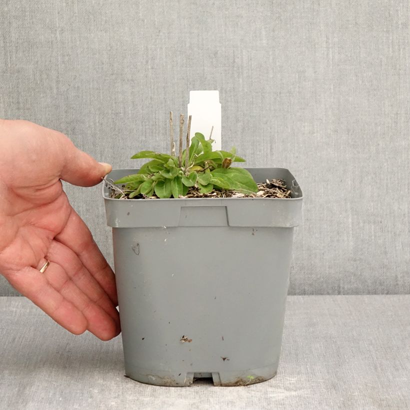 Exemplaar van Campanula glomerata var. dahurica - Kluwenklokje Pot van 2 l/3 l zoals geleverd in de lente