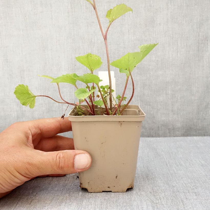 Exemplaar van Campanula Kent Belle - Klokje Kweekpotje van 8/9 cm zoals geleverd in de zomer