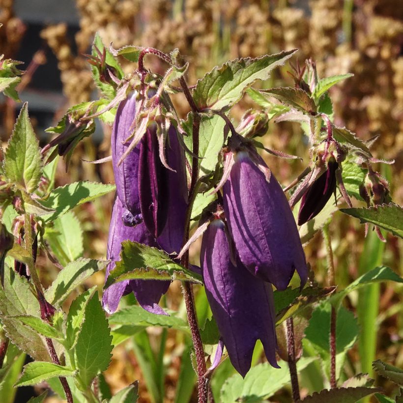 Campanula Kent Belle - Klokje (Bloei)