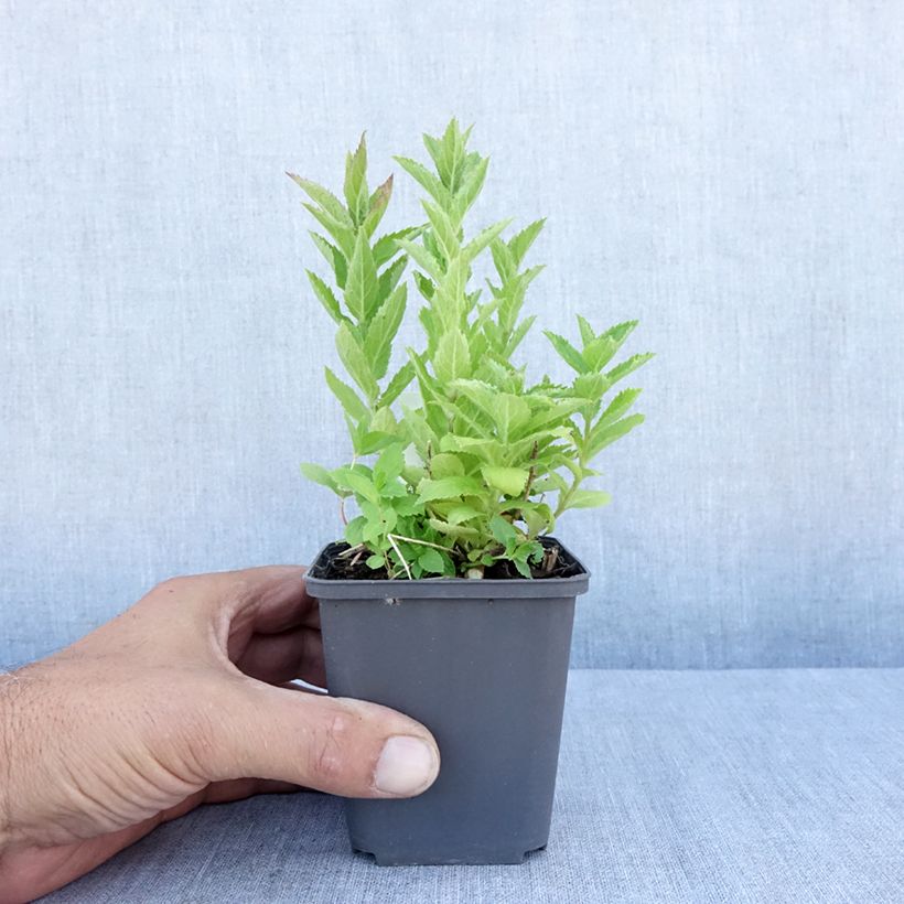 Exemplaar van Campanula lactiflora - Klokje Kweekpotje van 8/9 cm zoals geleverd in de zomer