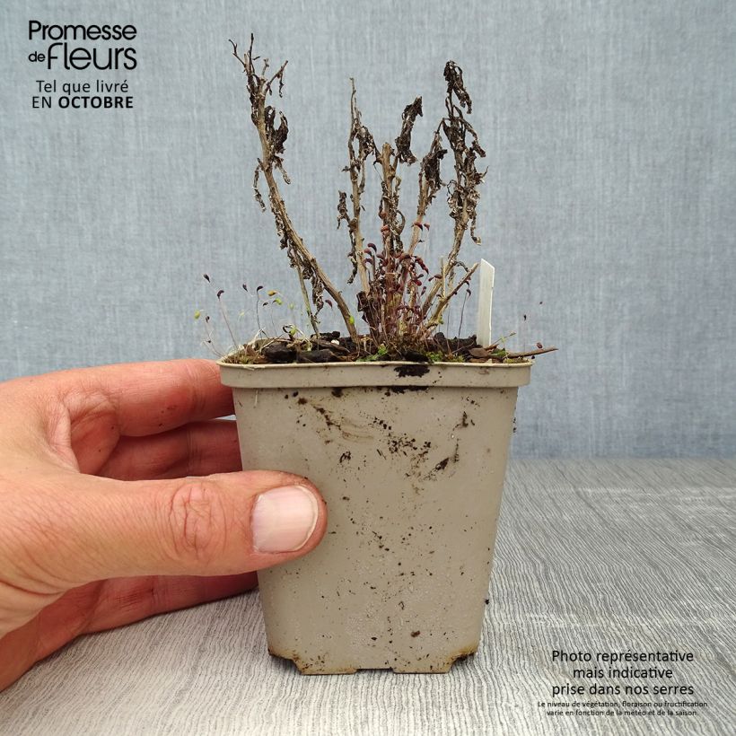 Exemplaar van Campanula lactiflora Prichard s variety - Klokje Kweekpotje van 8/9 cm zoals geleverd in de herfst