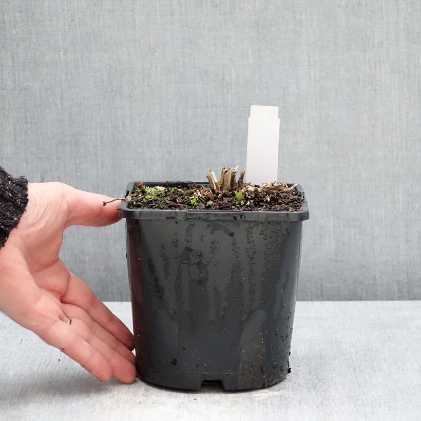 Exemplaar van Campanula lactiflora Prichard s variety - Klokje Pot van 2 l/3 l zoals geleverd in de winter