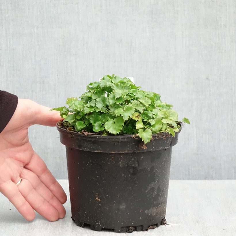Exemplaar van Campanula poscharskyana - Kruipklokje Pot van 2 l/3 l zoals geleverd in de herfst