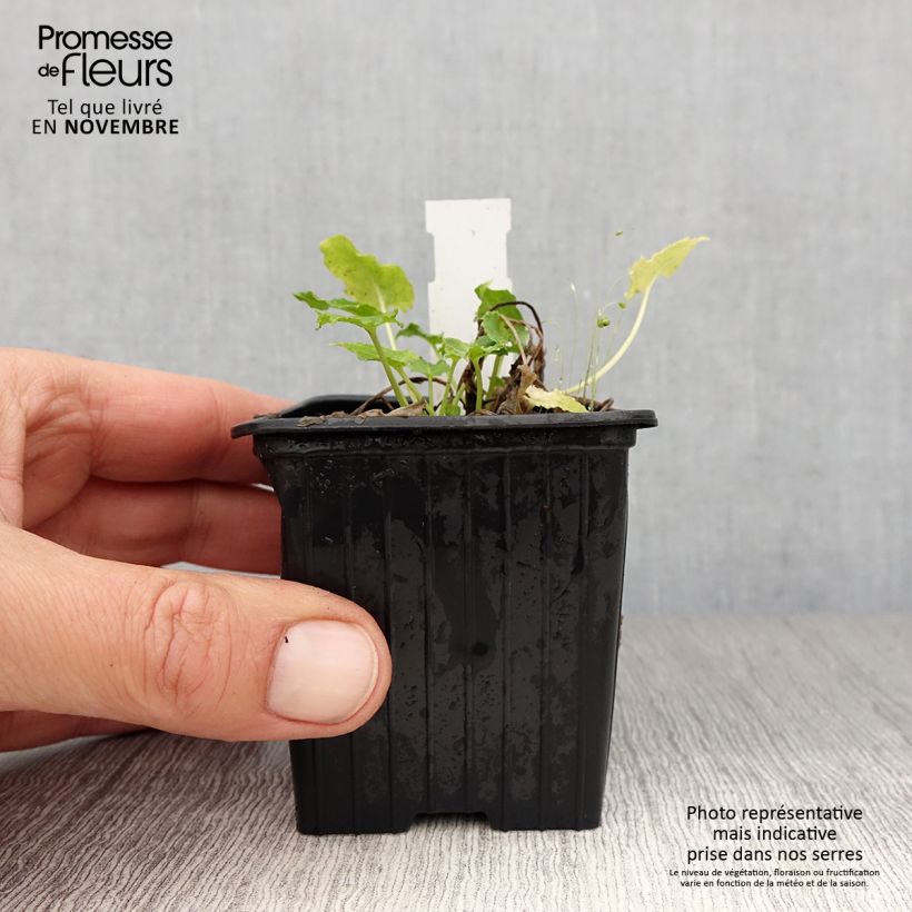 Exemplaar van Campanula pyramidalis Alba - Piramideklokje Kweekpotje van 8/9 cm zoals geleverd in de herfst