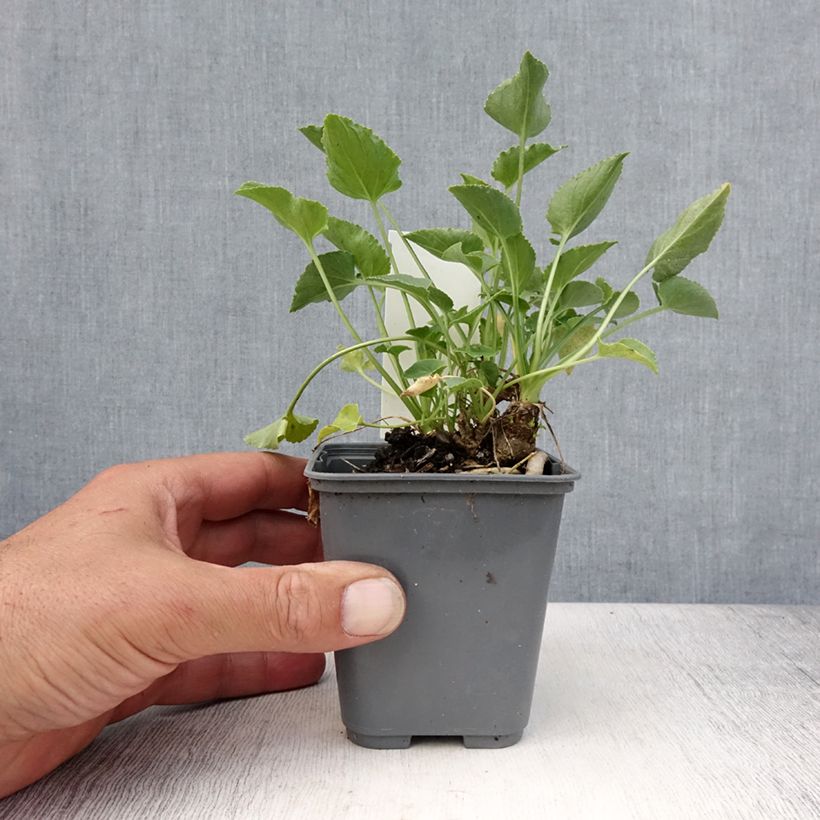 Exemplaar van Campanula pyramidalis Alba - Piramideklokje Kweekpotje van 8/9 cm zoals geleverd in de zomer