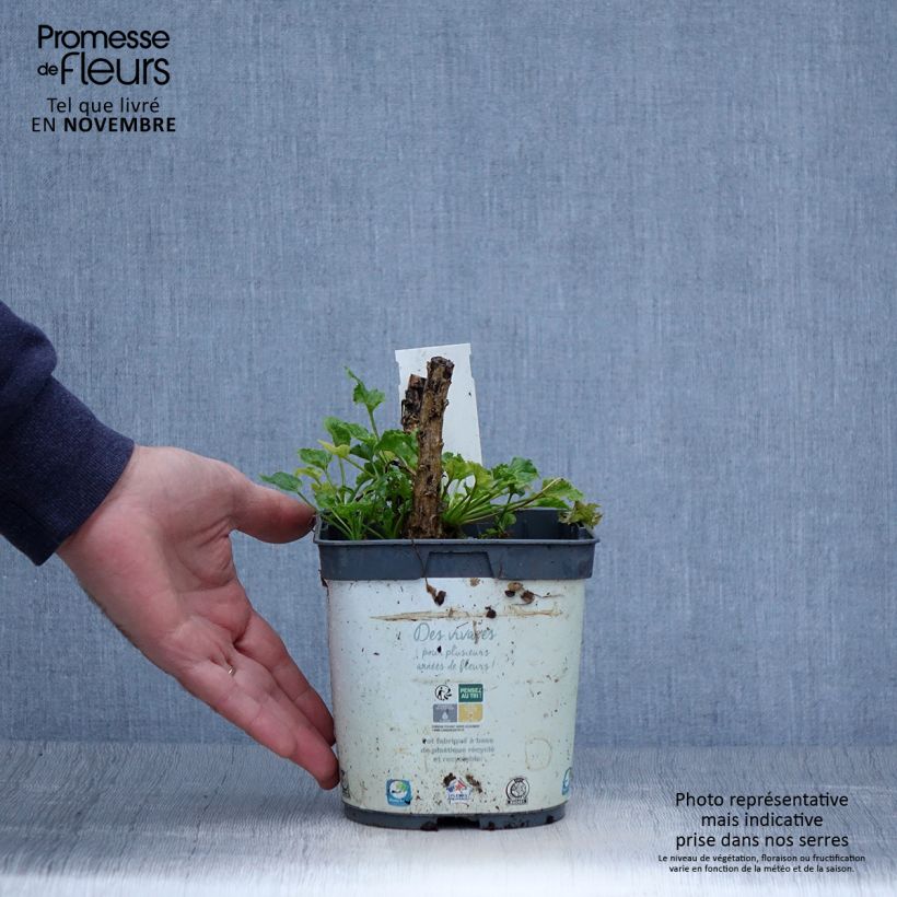 Exemplaar van Campanula pyramidalis Alba - Piramideklokje Pot van 2 l/3 l zoals geleverd in de herfst
