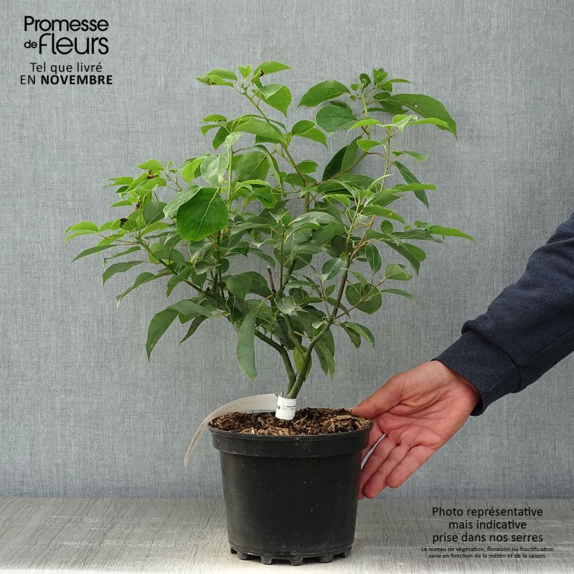 Exemplaar van Cinnamomum camphora - Kamferboom Pot van 2 l/3 l zoals geleverd in de herfst