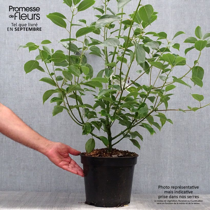 Exemplaar van Cinnamomum camphora - Kamferboom Pot van 7,5 l/10 l zoals geleverd in de herfst