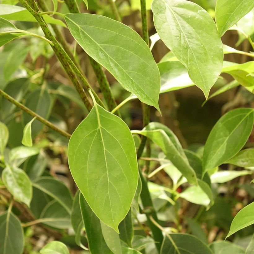 Cinnamomum camphora - Kamferboom (Blad)