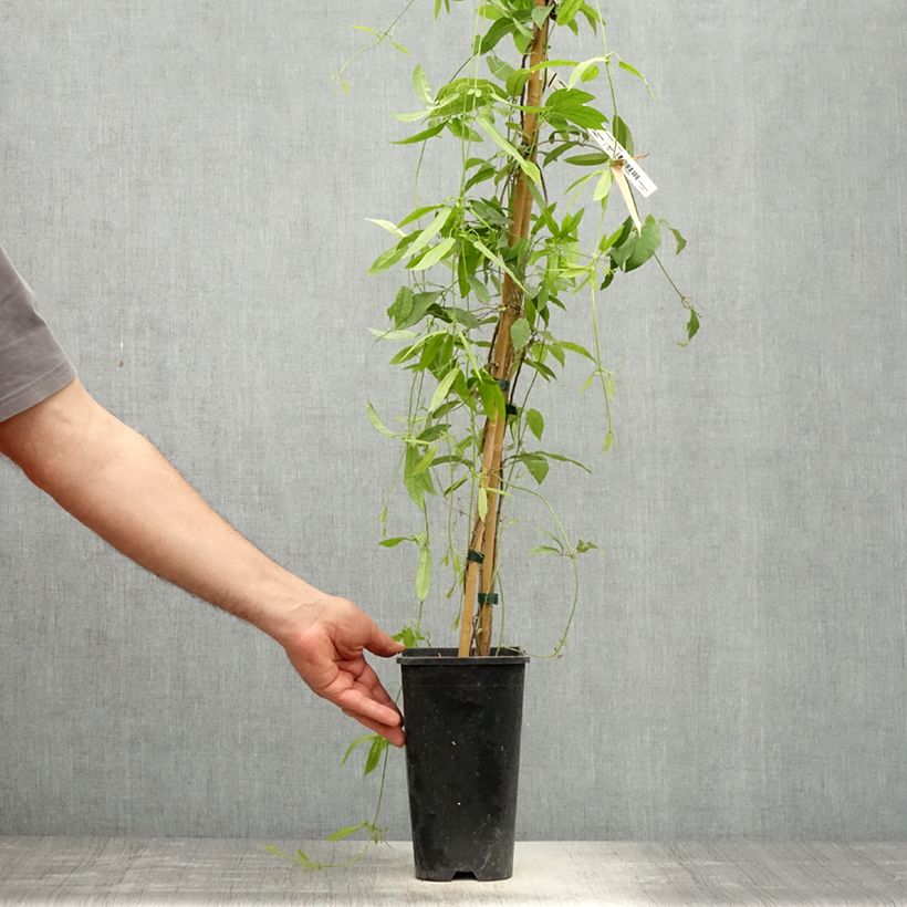 Example of Campsis capreolata Atrosanguinea - Trompetkamperfoelie Pot van 2 l/3 l as you get in printemps