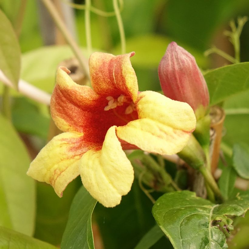 Campsis capreolata - Bignone à vrilles (Bloei)