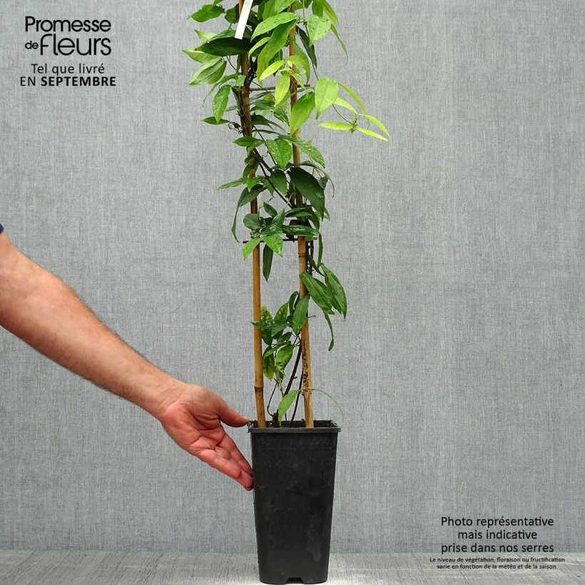 Exemplaar van Campsis capreolata - Bignone à vrilles Pot de 2L/3L zoals geleverd in de herfst