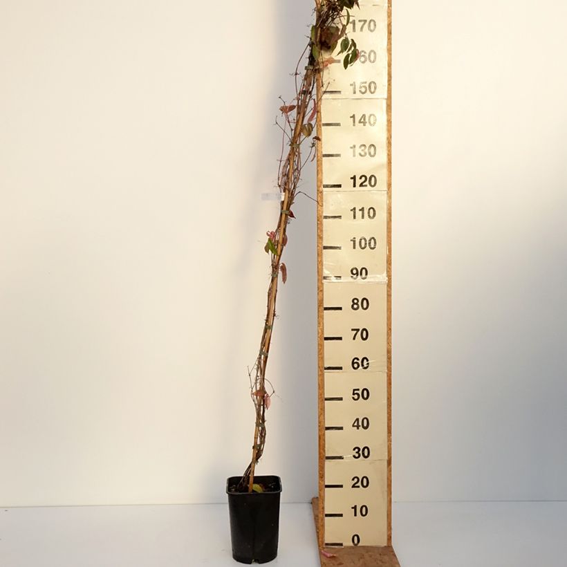 Exemplaar van Campsis capreolata - Bignone à vrilles Pot de 6L/7L zoals geleverd in de herfst