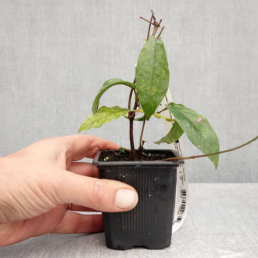 Exemplaar van Campsis capreolata Tangerine Beauty - Trompetkamperfoelie Kweekpotje van 8/9 cm zoals geleverd in de herfst
