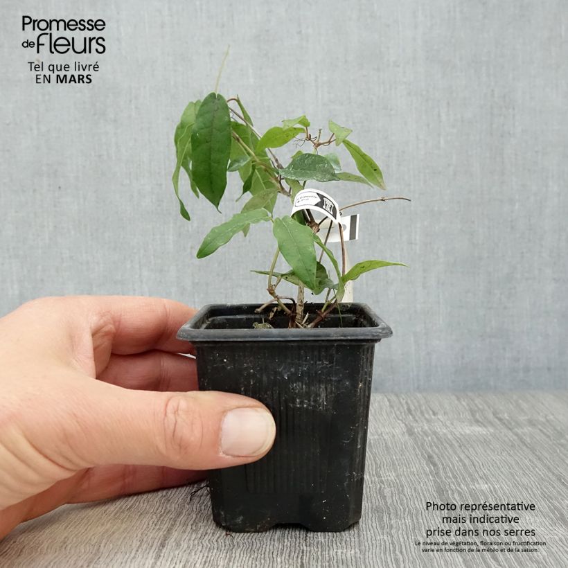 Exemplaar van Campsis capreolata Tangerine Beauty - Trompetkamperfoelie Kweekpotje van 8/9 cm zoals geleverd in de lente