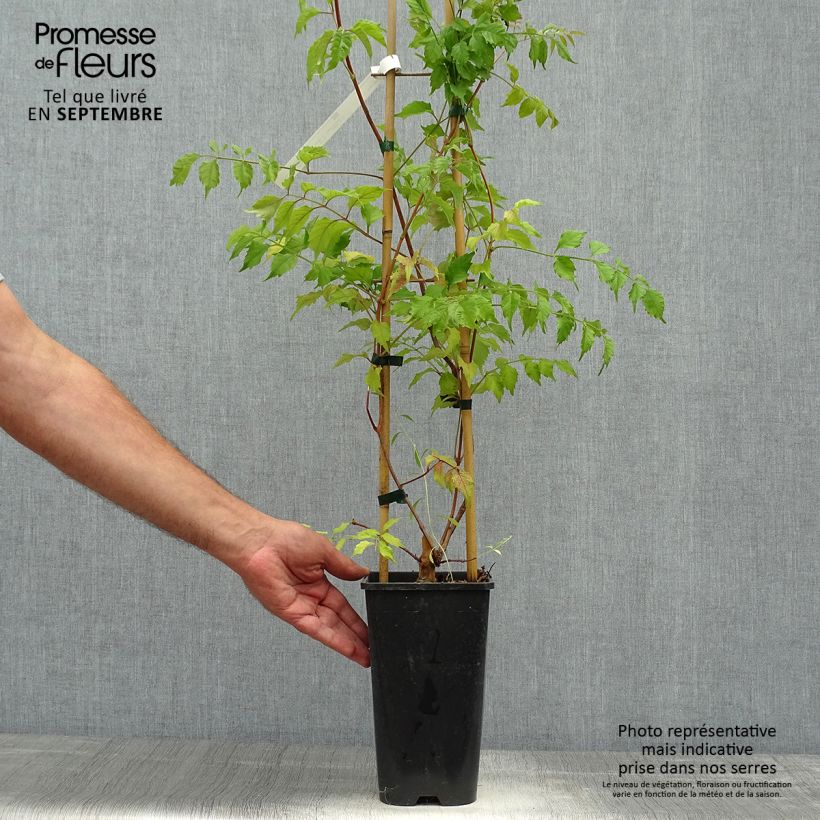 Exemplaar van Campsis grandiflora - Trompetklimmer Pot van 2 l/3 l zoals geleverd in de herfst