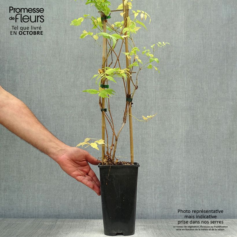 Exemplaar van Campsis radicans - Trompetklimmer Pot van 2 l/3 l zoals geleverd in de herfst